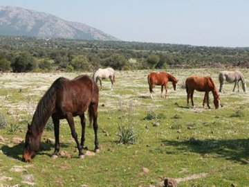 Agriturismo Sardinie - Dorgali - Boerderij Neule (15)